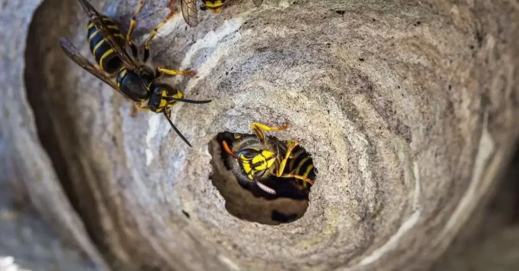 how to get rid of wasps fast