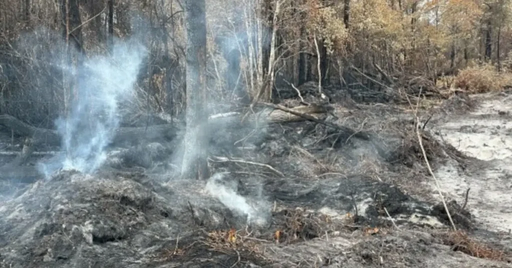 Georgia Wildfires and Home Safety