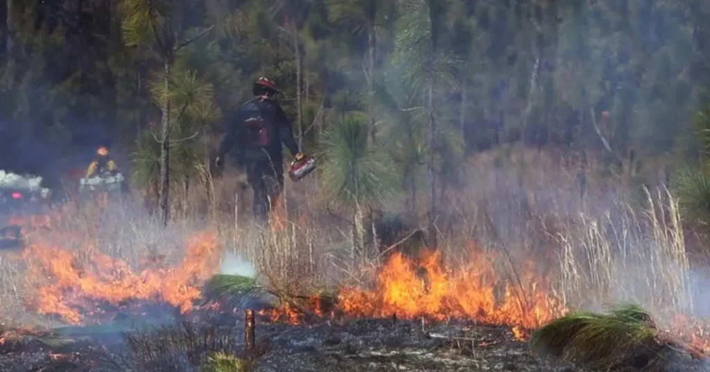 Georgia Wildfires and Home Safety