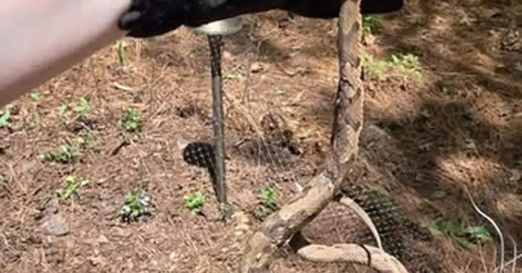 Snakes Near Residential Area in Huntersville