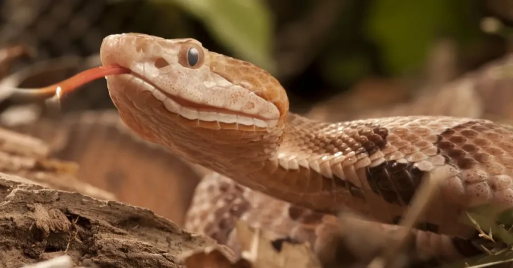 Snakes Near Residential Area in Huntersville