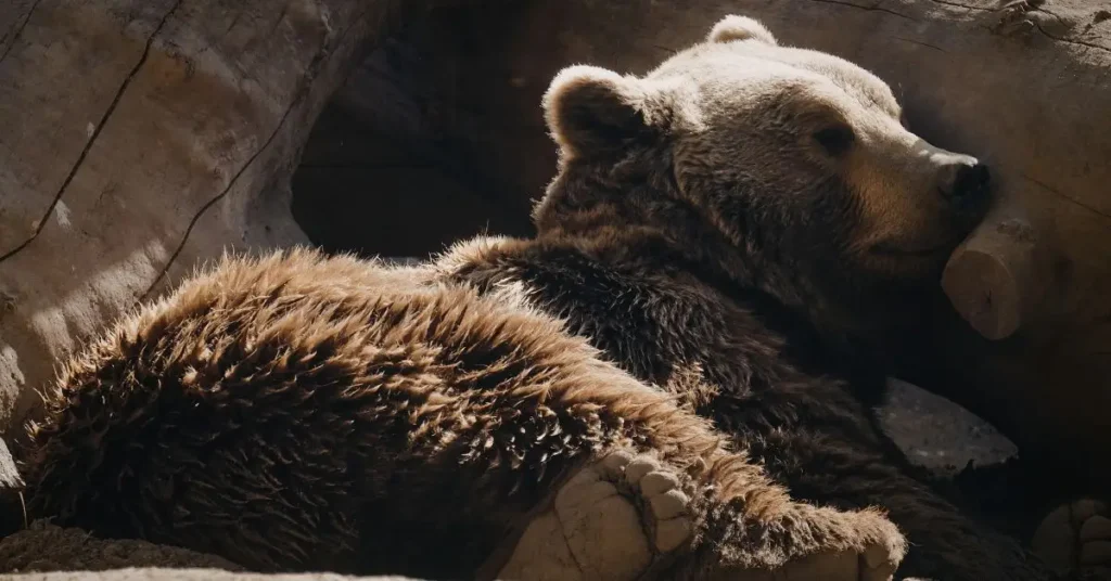 bear hibernating under deck