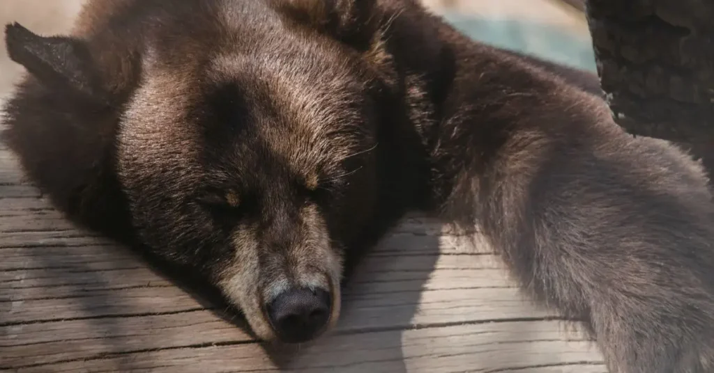 bear hibernating under deck