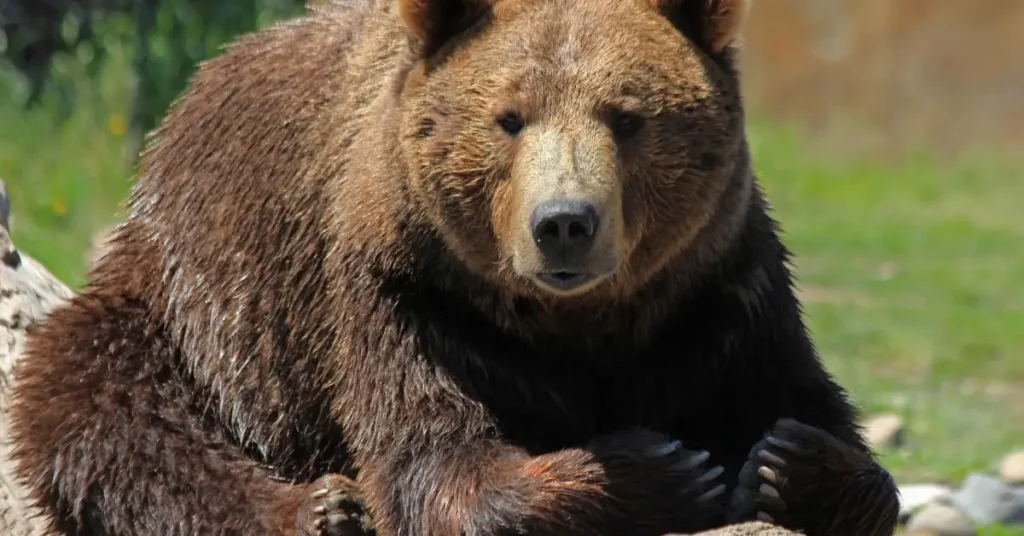 bear hibernating under deck