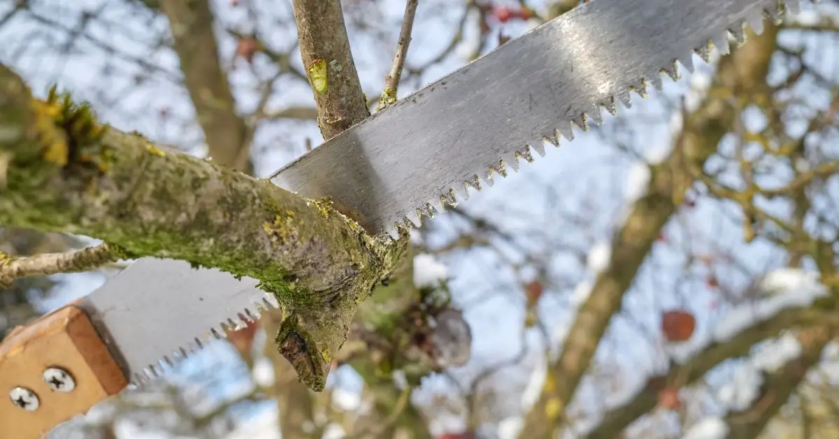 san francisco city fines pruning trees
