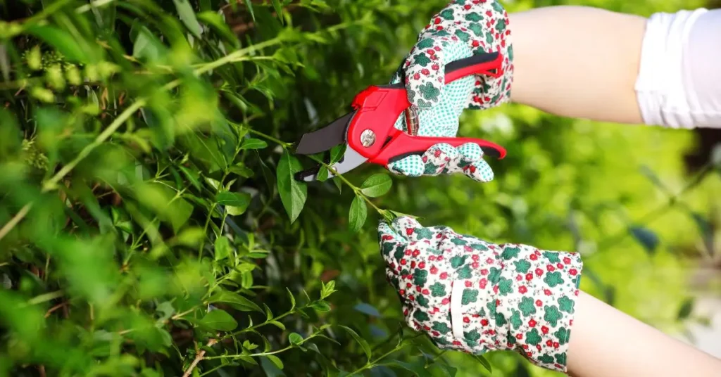 san francisco city fines pruning trees