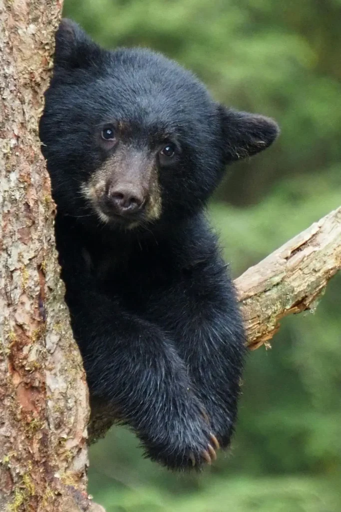 Black Bears Are Showing Up in Iowa Backyards