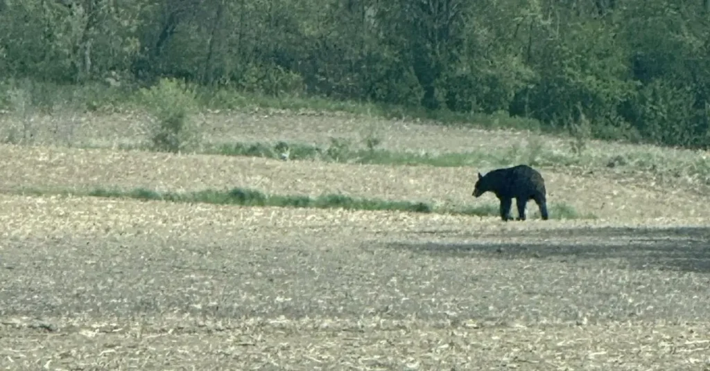 Black Bears Are Showing Up in Iowa Backyards