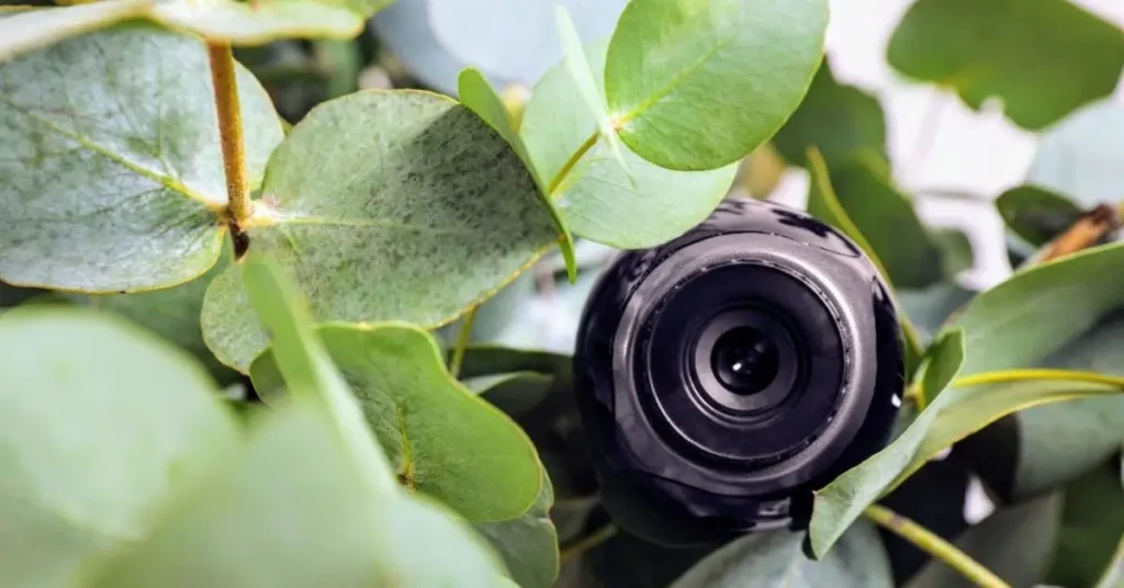 Burglars Planted Hidden Cameras in San Dimas Bushes