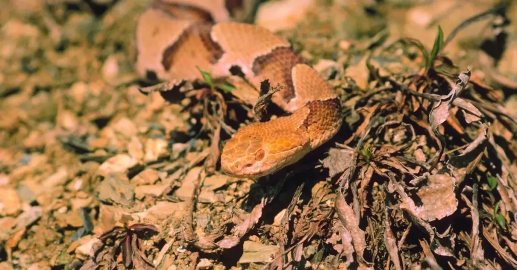How to identify a copperhead snake