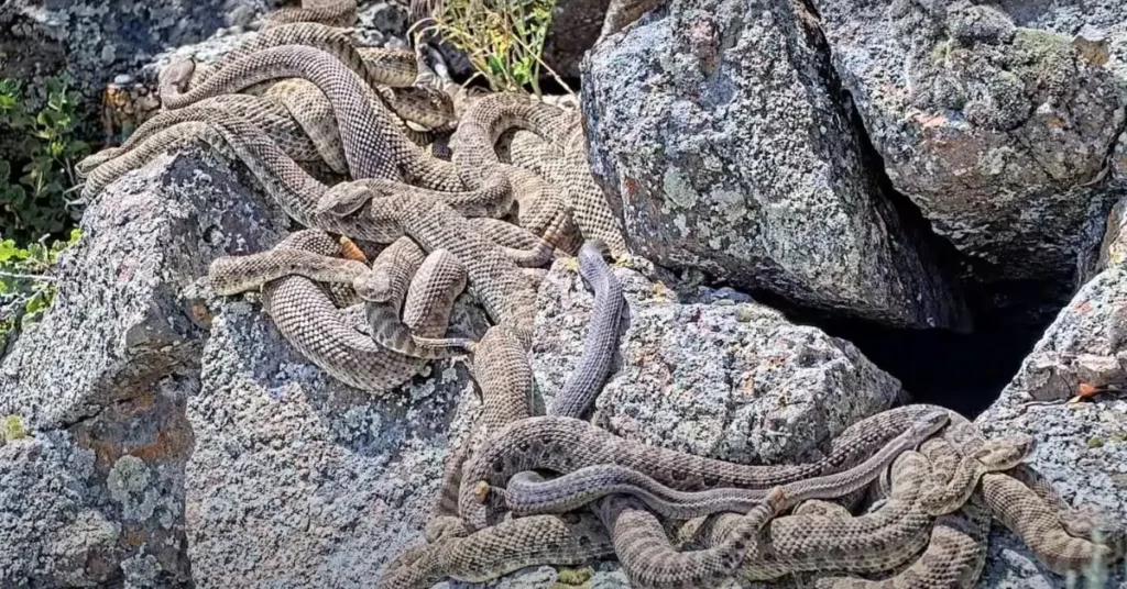 Montana Mom Found a Snake Den