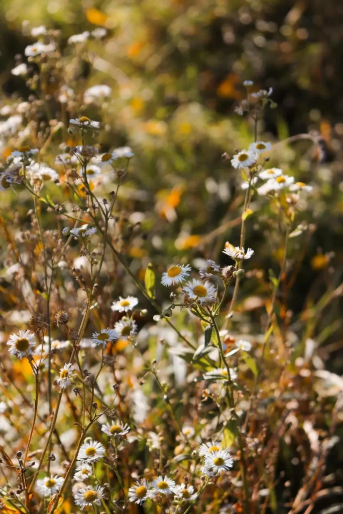Pennsylvania wildflower program