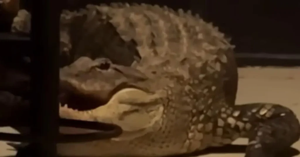 Florida Alligators Fighting