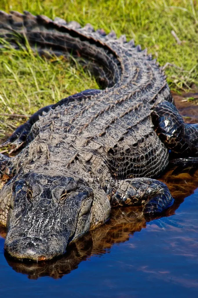 Florida Alligators Fighting