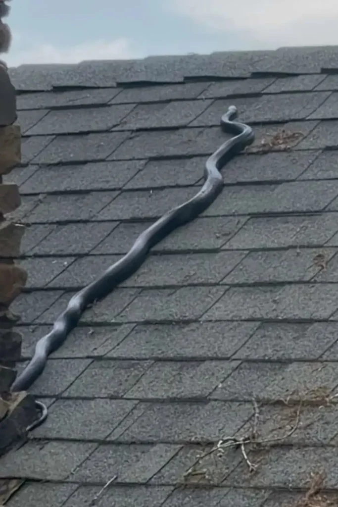 Six Foot Black Rat Snake Was Removed From a Meriden Home