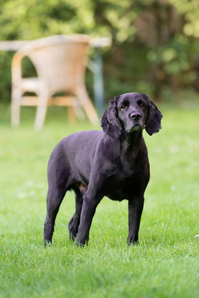 Thomson Black Lab Chases Alleged Burglar