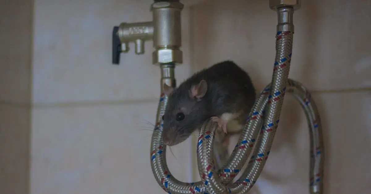 can mice get in through the dishwasher