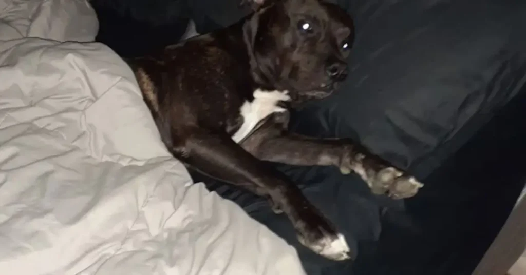 dog shot during home invasion erlanger