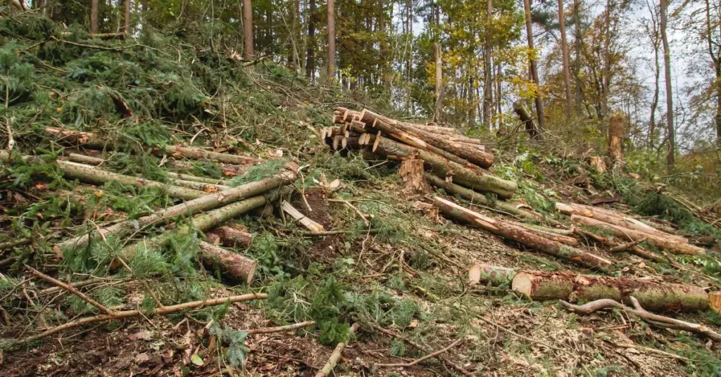 homeowner is sued for cutting trees on county