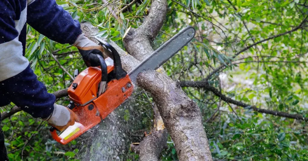 homeowner is sued for cutting trees on county