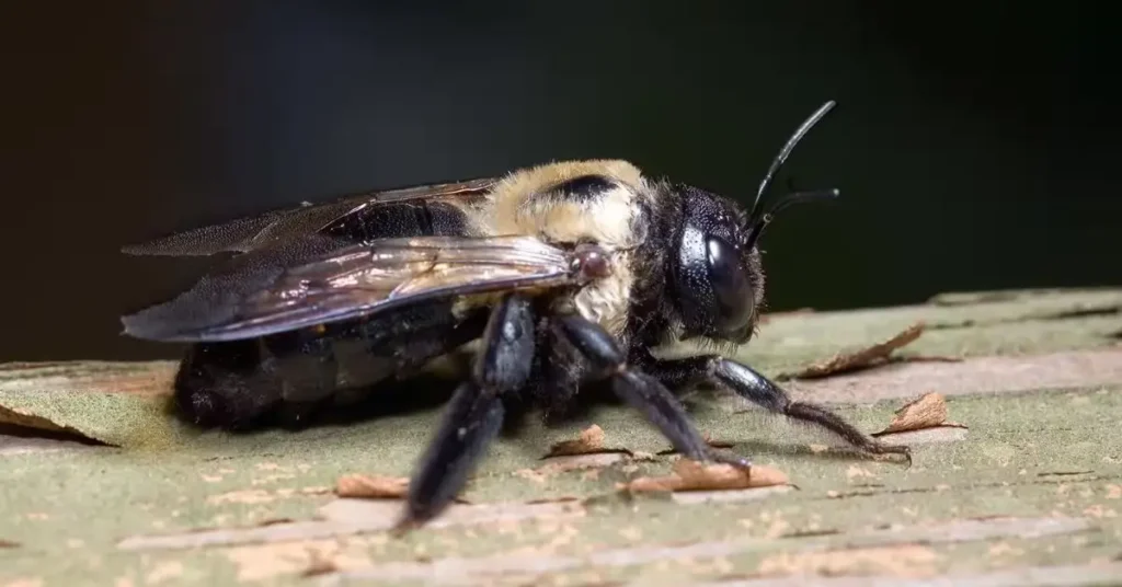 how to get rid of carpenter bees