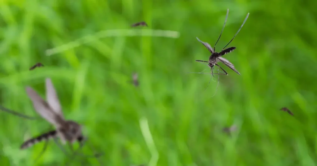 cities swarmed by mosquitoes this summer