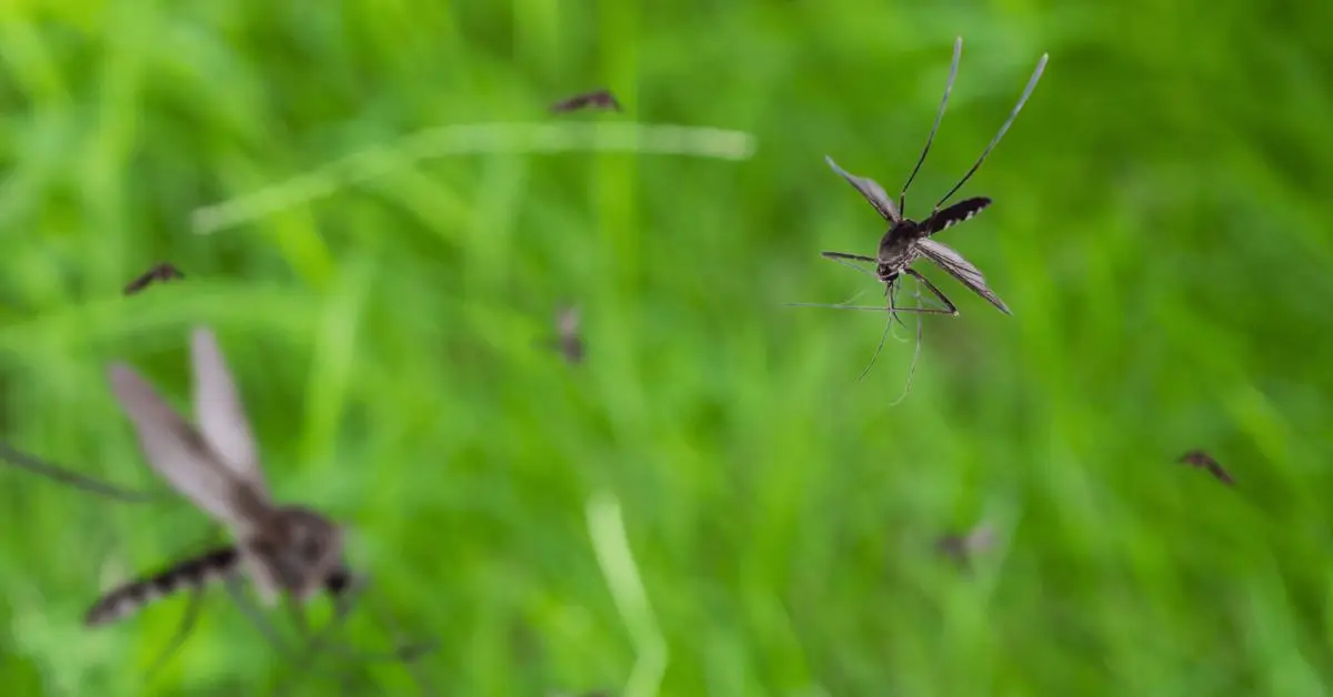 cities swarmed by mosquitoes this summer