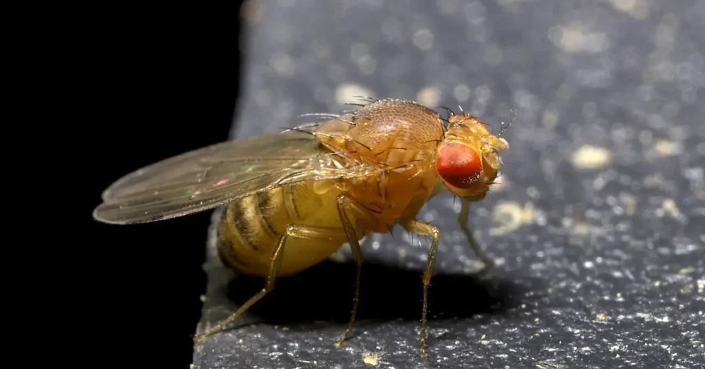 Fruit Fly Hotspot