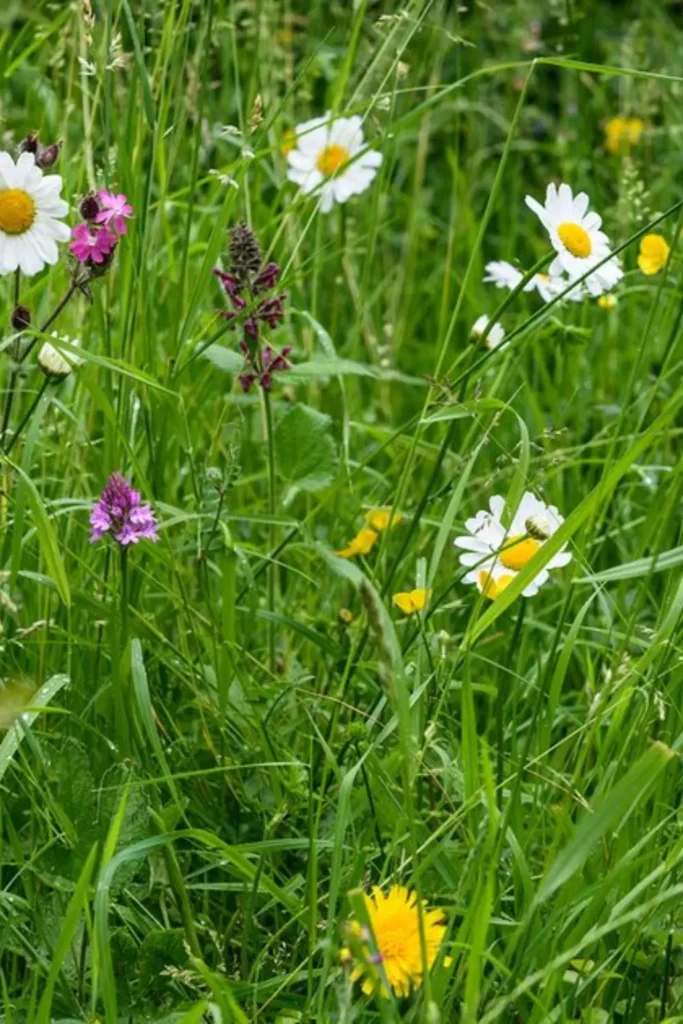 no mow may lawn benefits