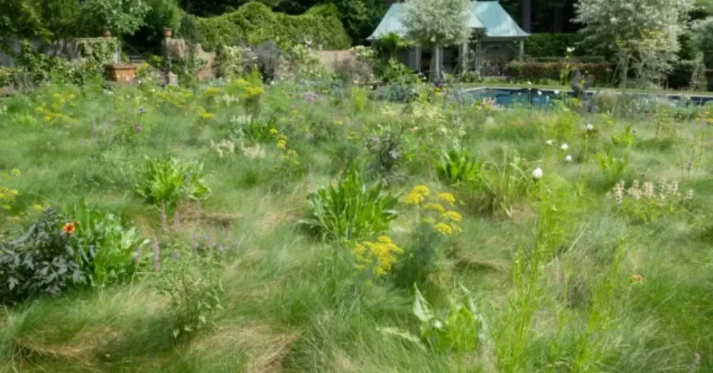 no mow may lawn benefits