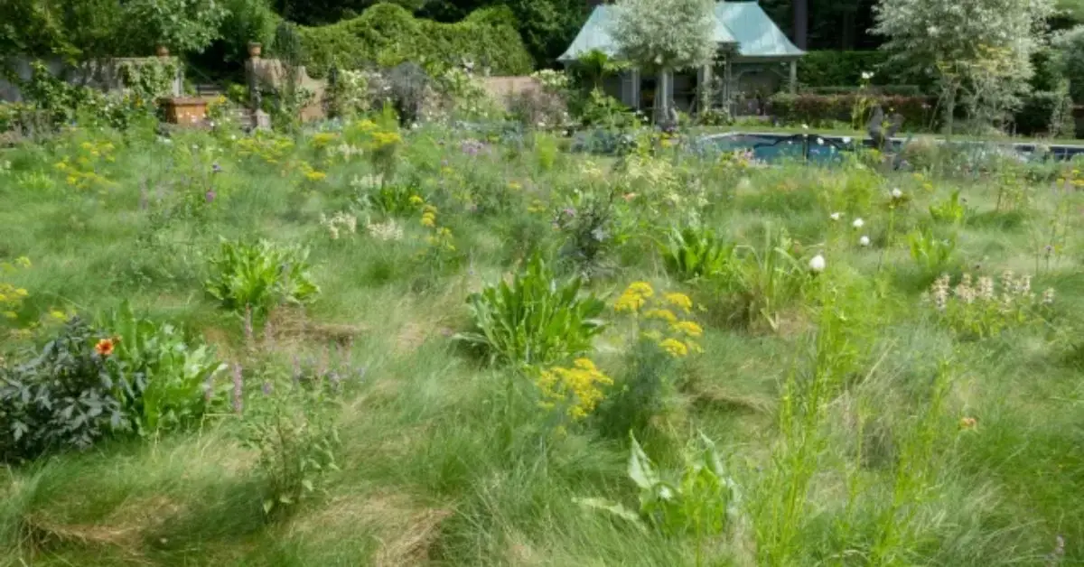no mow may lawn benefits