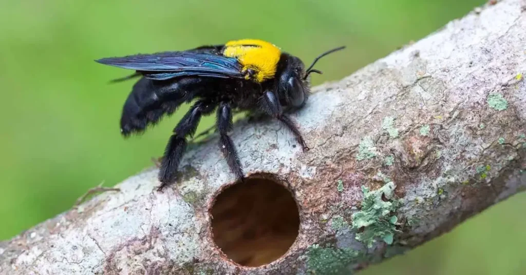 signs you have carpenter bees