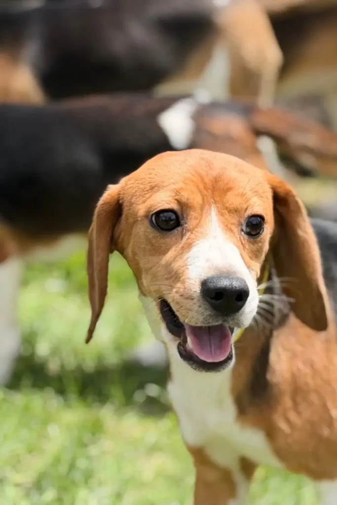 Connecticut Home Yields Nearly 30 Animals