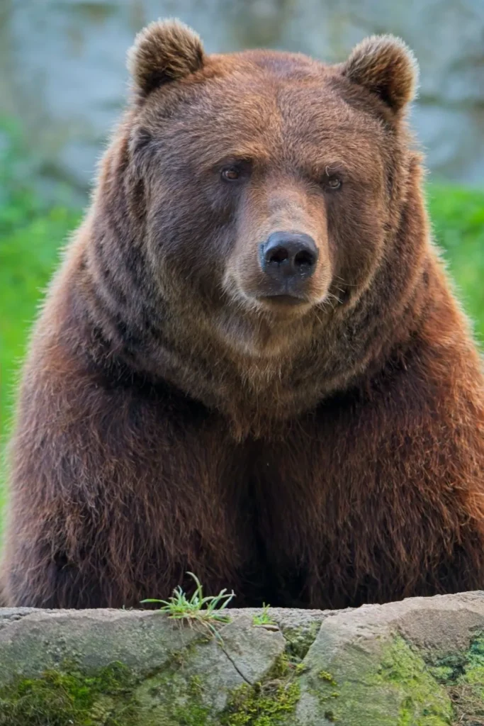 More bear sightings on east side of Colorado Springs