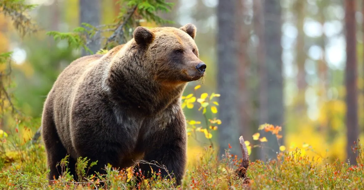 More bear sightings on east side of Colorado Springs