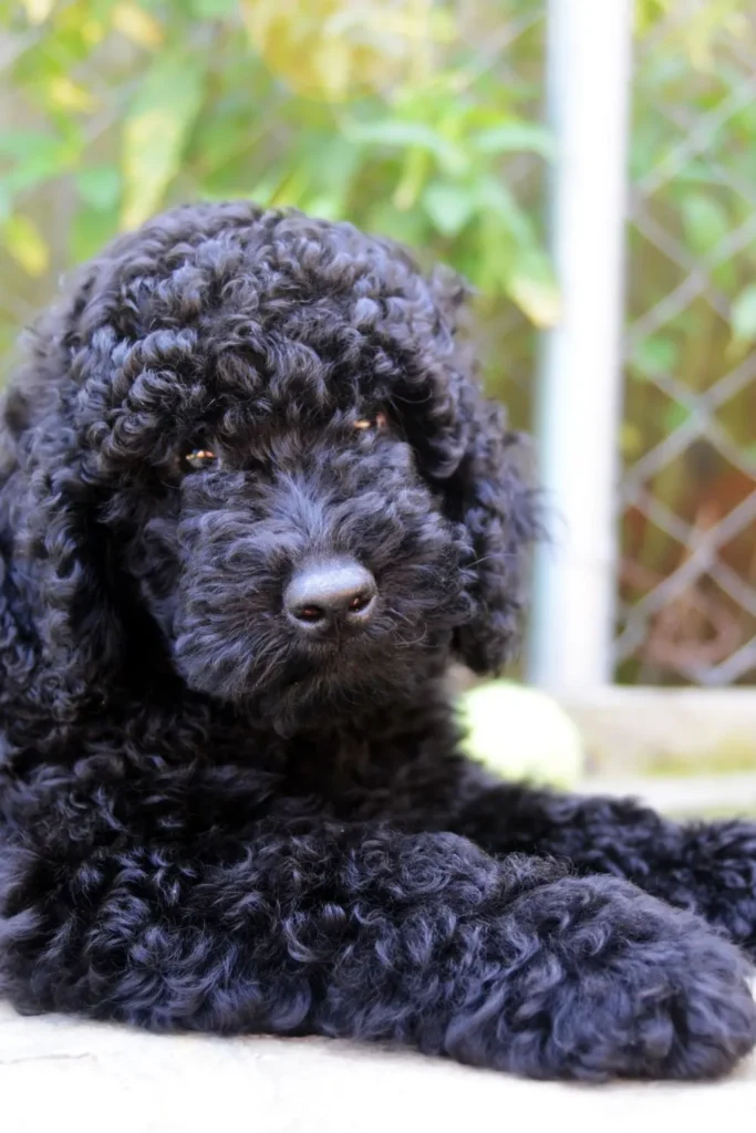 NJ Homeowner Woke Up to Her Dog