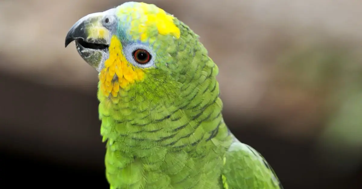 Rare Parrot Stolen From Long Beach Home