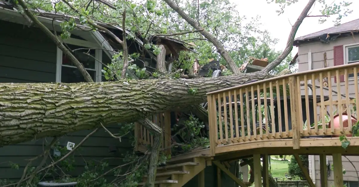 Tree crashes into Erie home