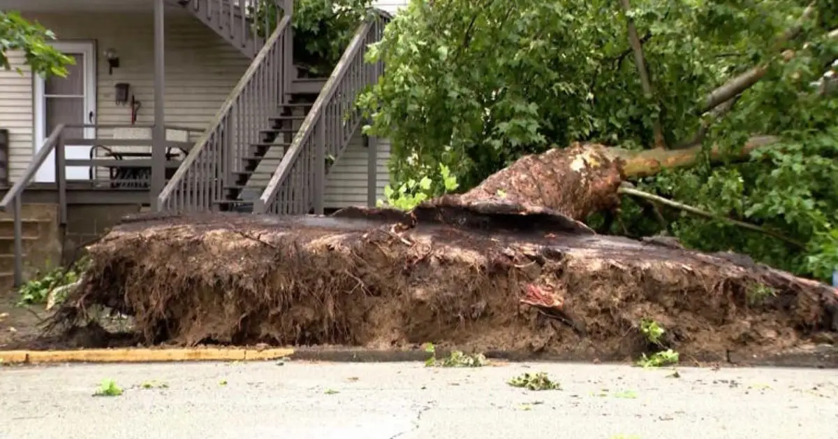 Trees Come Crashing Down on Beaver County Homes