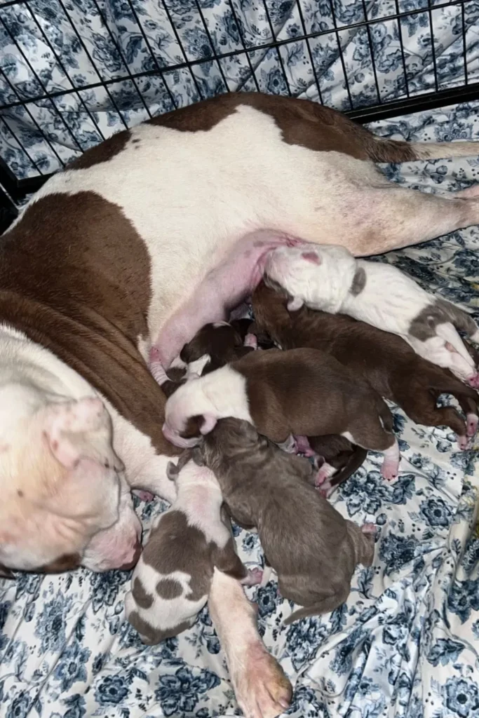 8 Newborn Pit Bull Puppies Stolen From DC Home