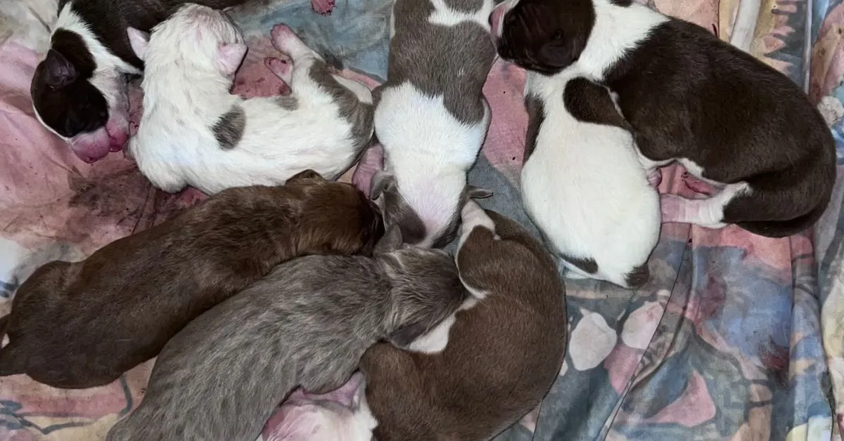 8 Newborn Pit Bull Puppies Stolen From DC Home