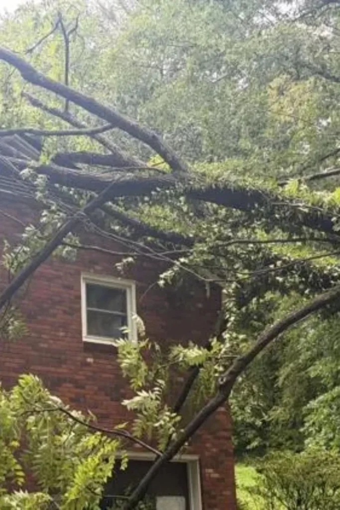 Strong Storms Send Trees Crashing Into Conover Homes