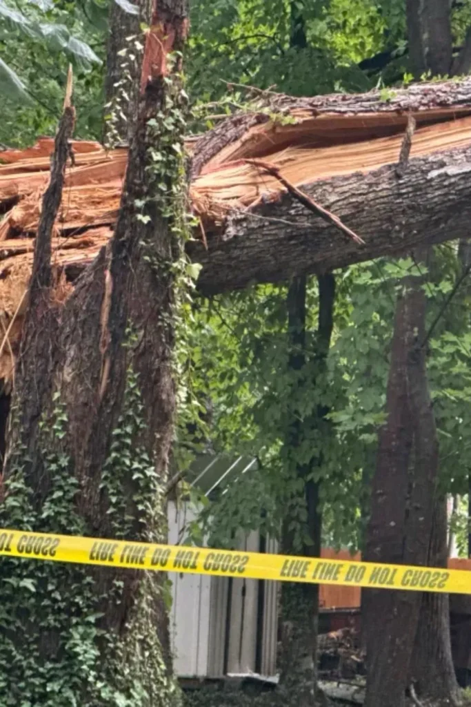 Tree Crashed Into a Cary Home