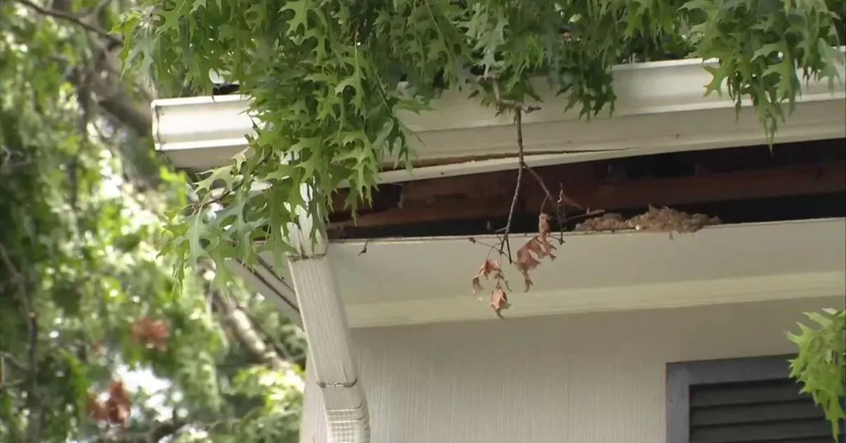 Tree Smashed Through Roof of Reisterstown Home