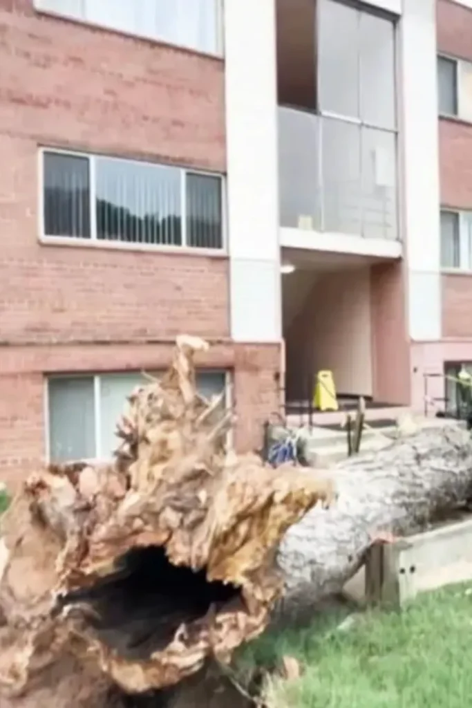 Trees crash into maryland home