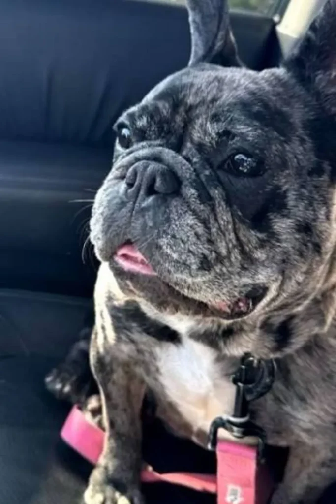 dog still missing weeks after being stolen in san jose home