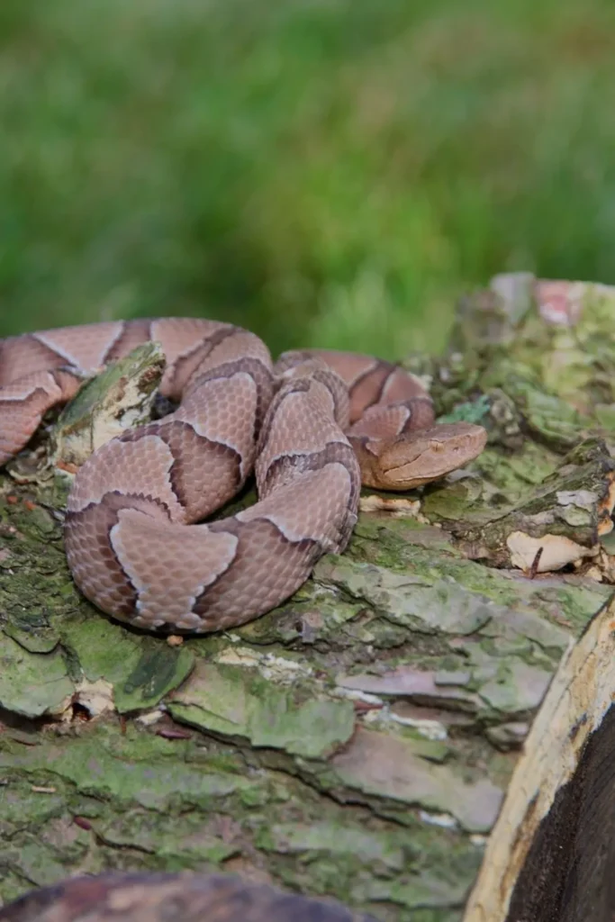 pennsylvania home snakes bouldin