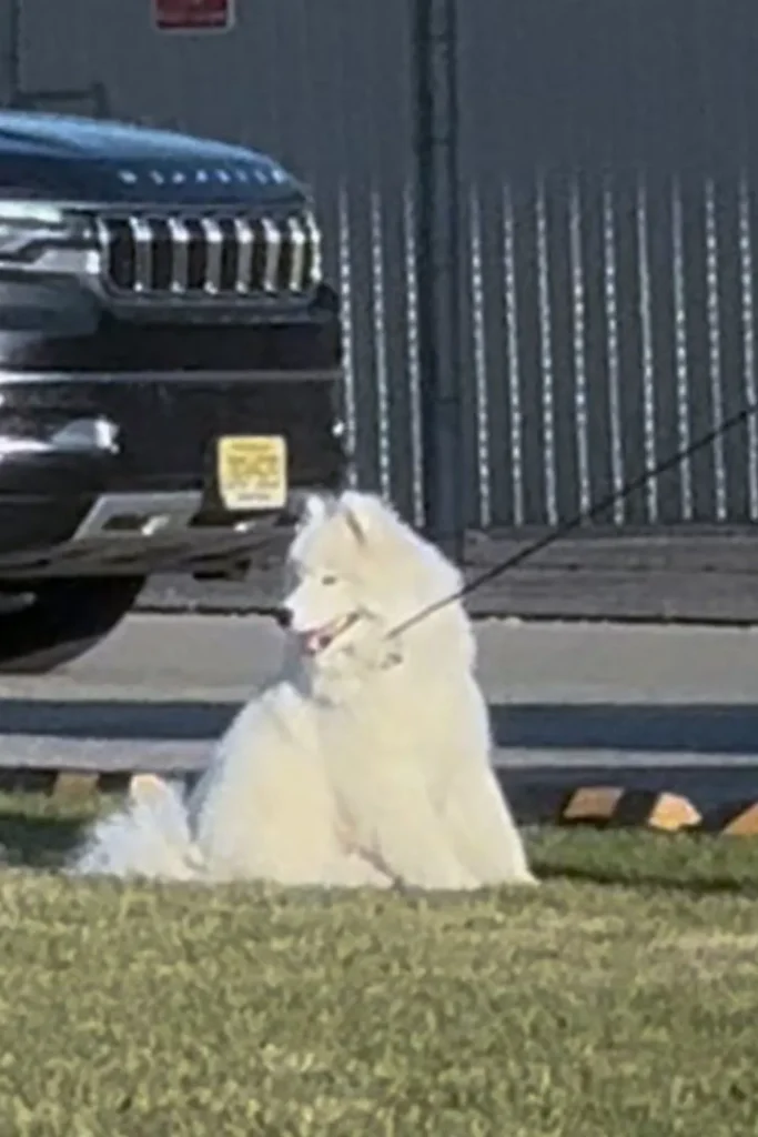 taylor swift travis kelce dog wedding home