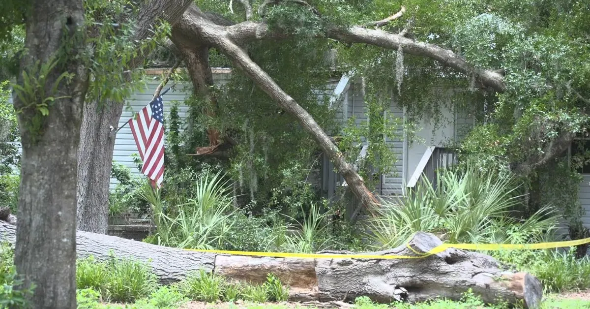 tree crashes through Wesley Chapel home