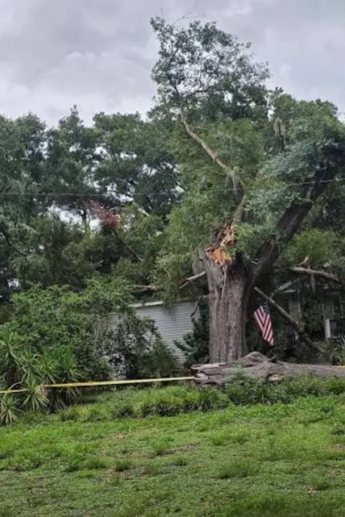 tree crashes through Wesley Chapel home